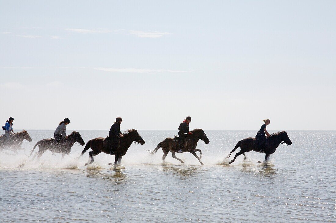 Icelandic Horses On Ronnerne