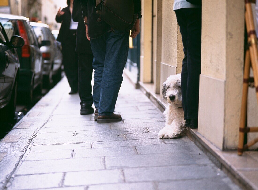 Schafhund schaut aus Bar auf Ile St. Louis