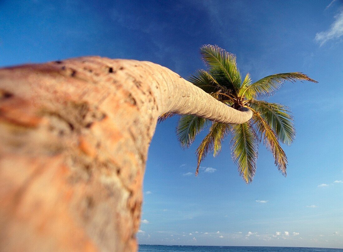 Palm Tree Above Bavaro Beach At Dawn