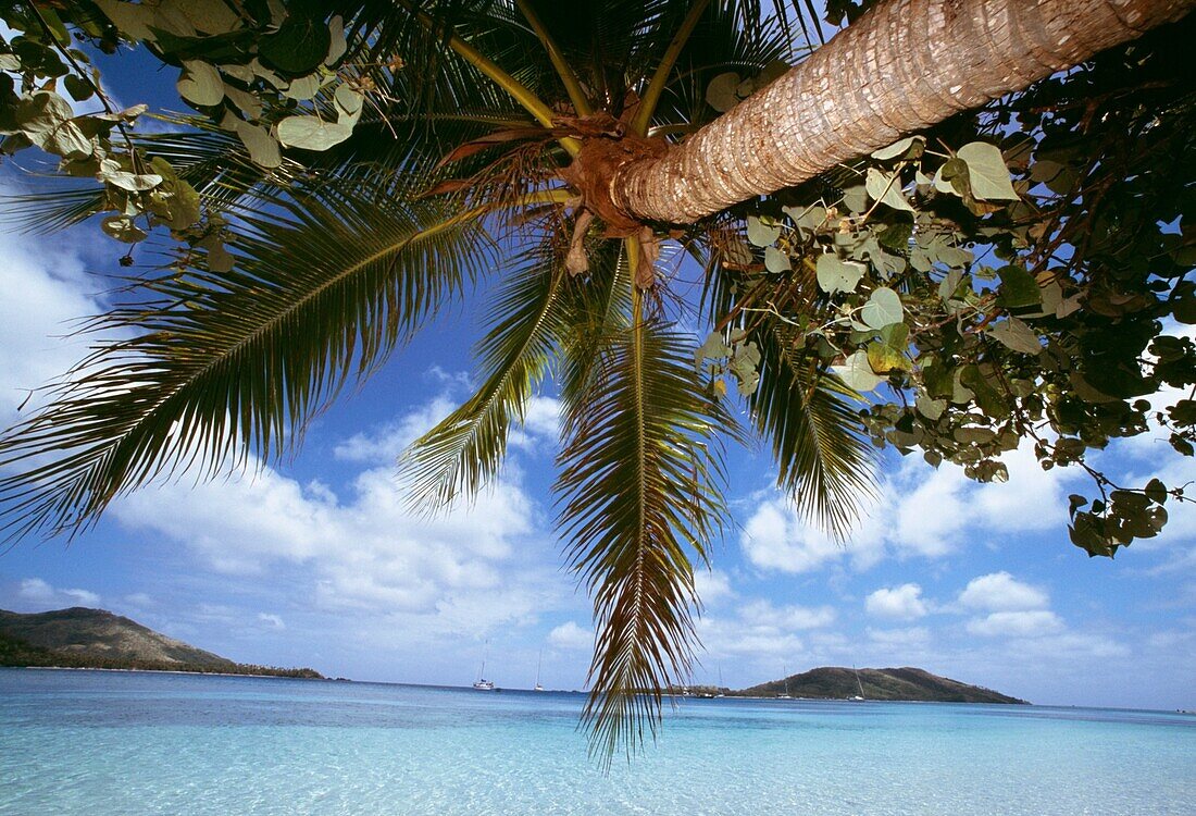 Palm Tree And Tropical Beach, Fiji