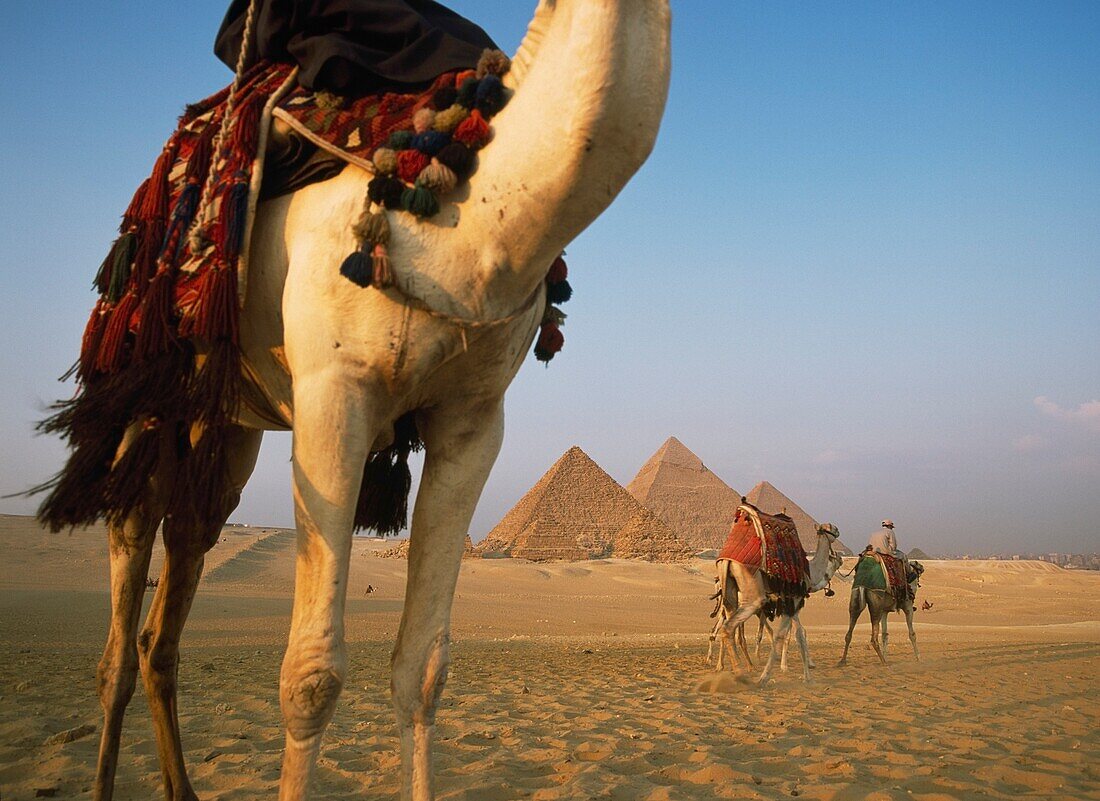 Camels And Great Pyramids Of Giza