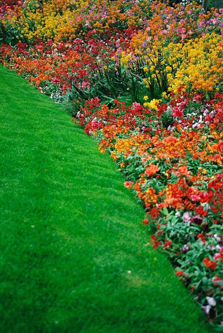 Bunte Blumen und Gras in Paris, Nahaufnahme