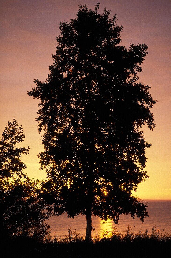 Tree And Lake At Sunset