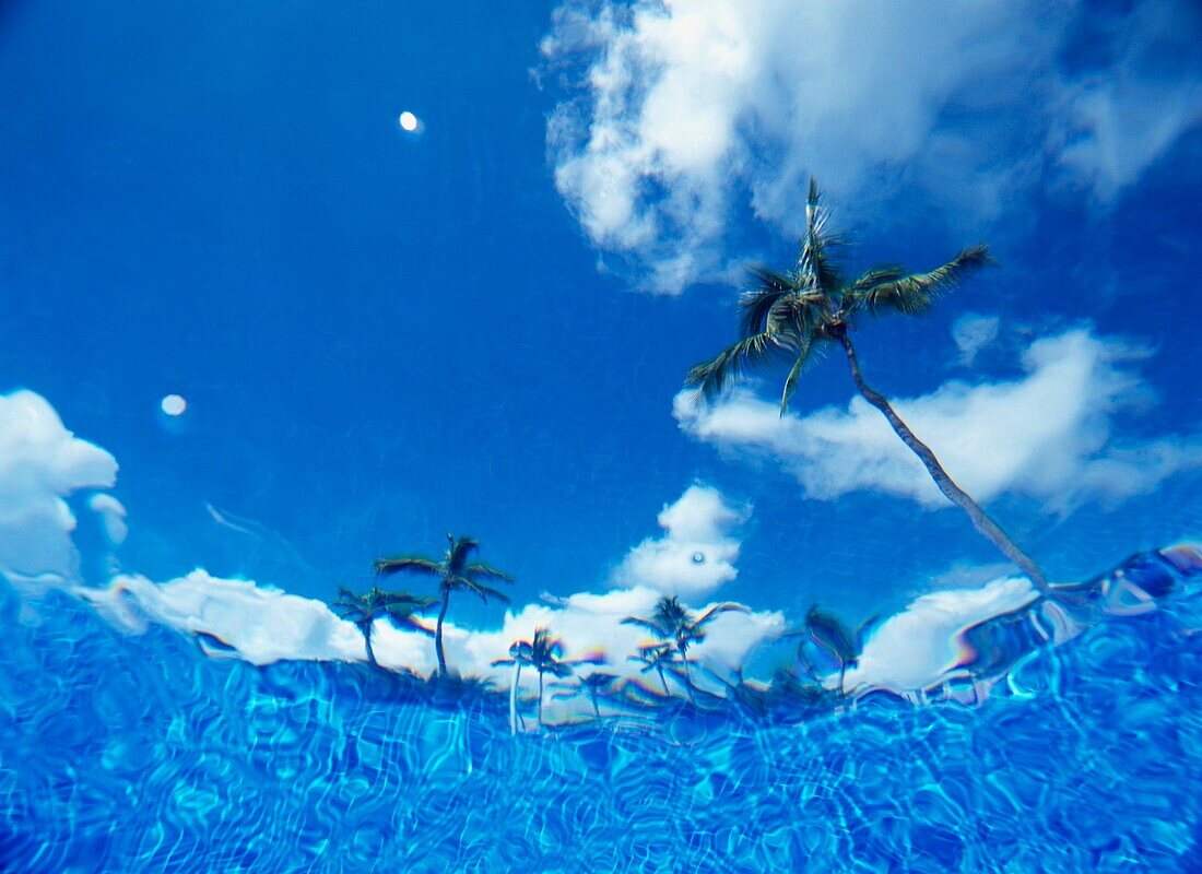 Blick durch den Swimmingpool auf die Palmen, Bavaro Beach, niedriger Blickwinkel