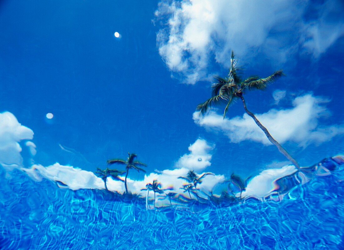 Looking Up Through Swimming Pool To Palm Trees, Bavaro Beach, Low Angle View