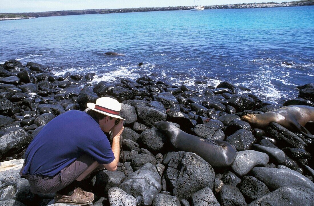 Tourist Photographing Sea Lions On Rocks