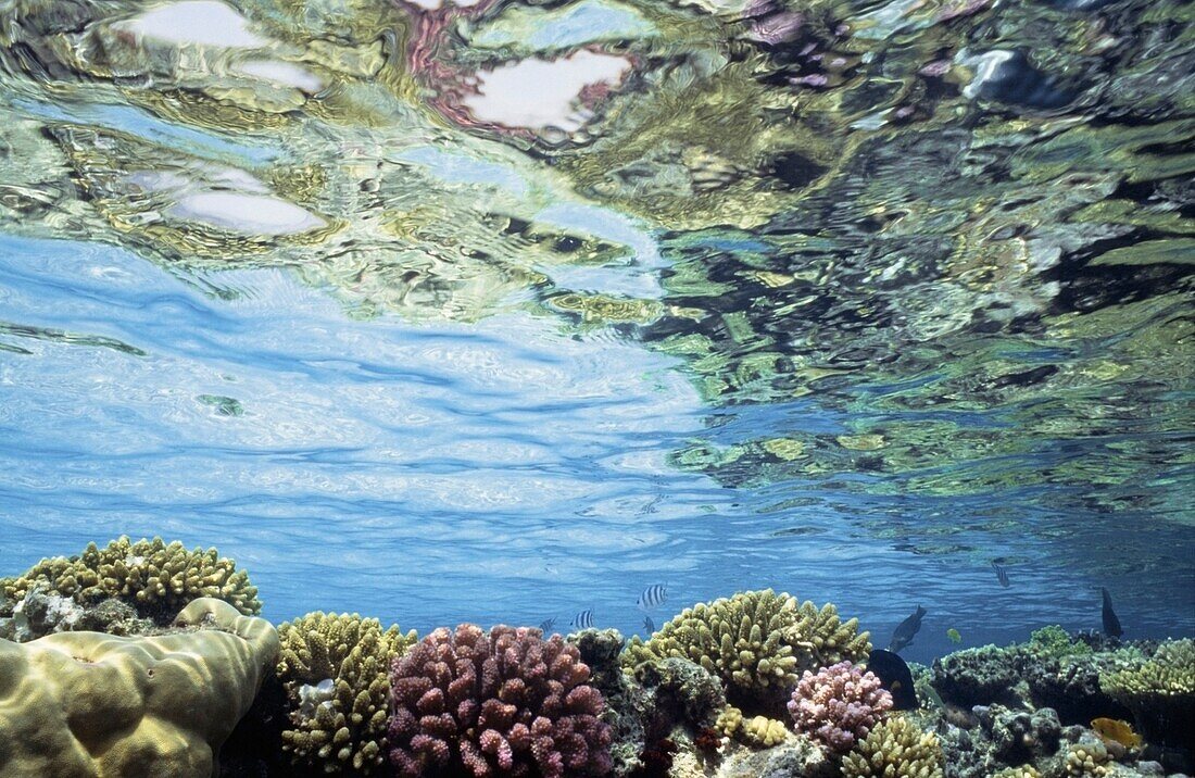 Blick auf Korallen in seichtem Wasser