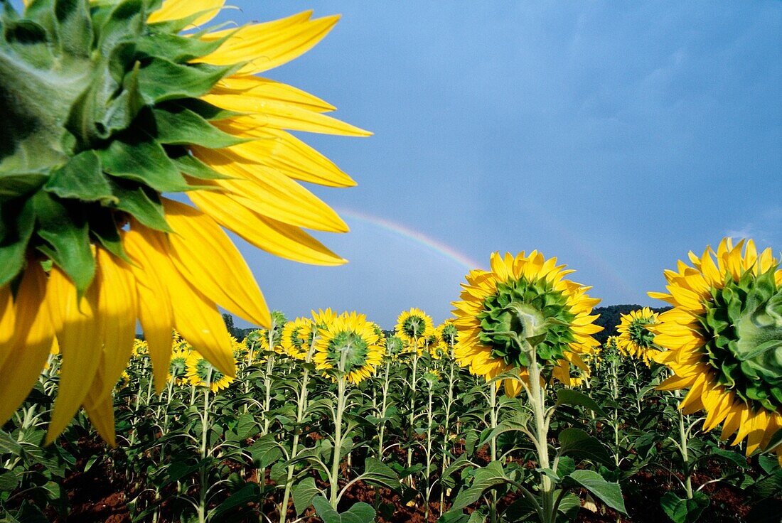 Sonnenblumen und Regenbogen