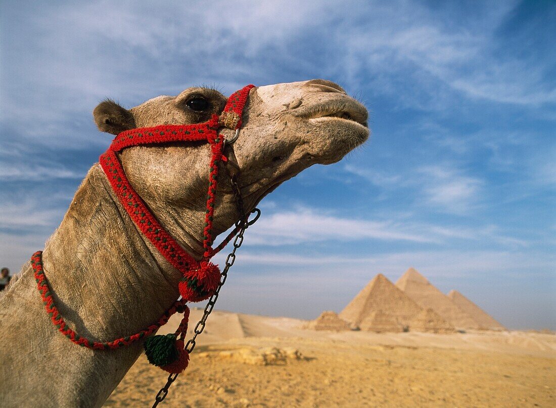Kamel vor den Großen Pyramiden von Gizeh