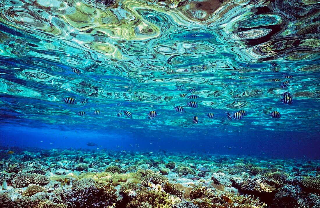 Fische und Korallen unter Wasser, reflektiert im Wasser, Rotes Meer