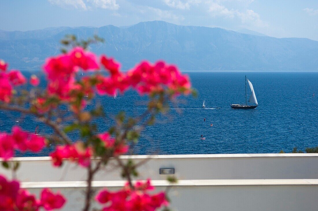 Rosa Blüten auf dem Balkon mit Blick auf das Meer und die Ionische Insel.