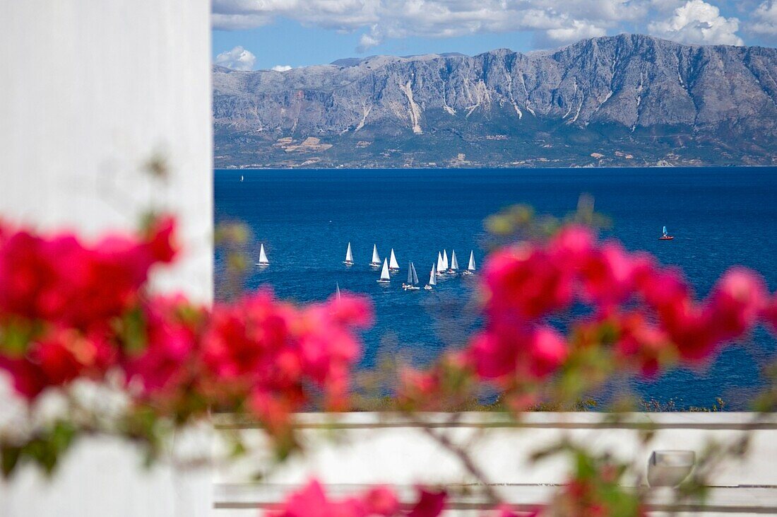 Rosa Blüten auf dem Balkon mit Blick auf die Ionischen Inseln.