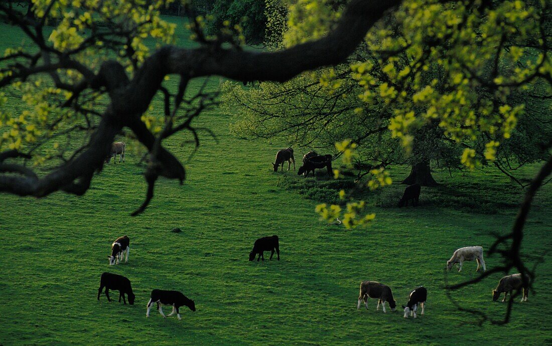 Grasende Rinder im Basildon Park