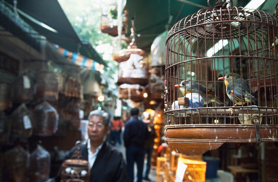 Vögel im Käfig auf dem Markt