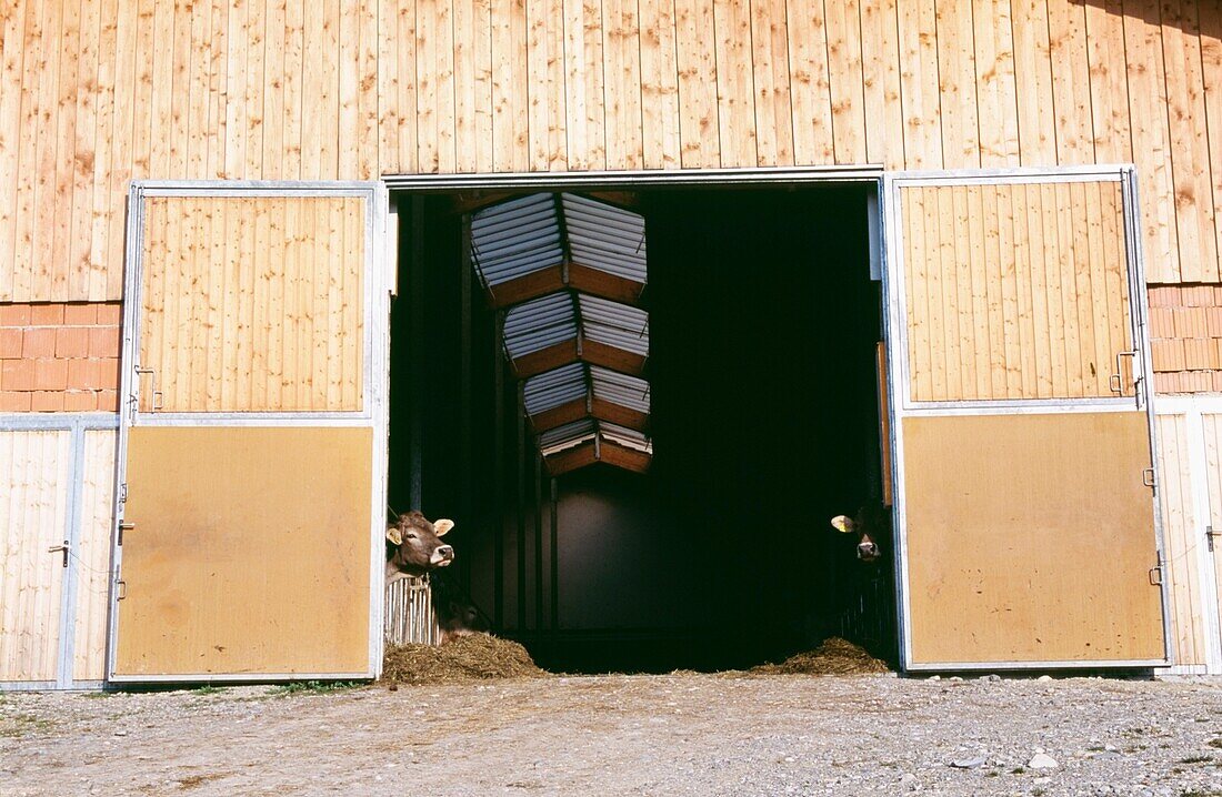 Zwei Kühe schauen aus dem Stall