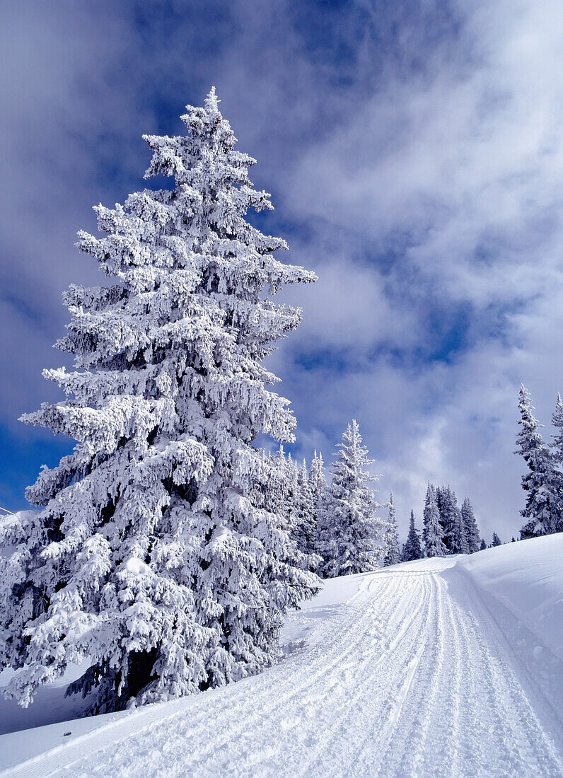 Kiefer Bäume bedeckt in Schnee auf Skihang