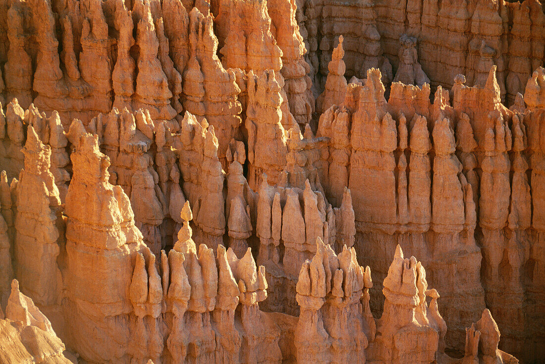 The Orange Hoodoos Of Bryce Canyon