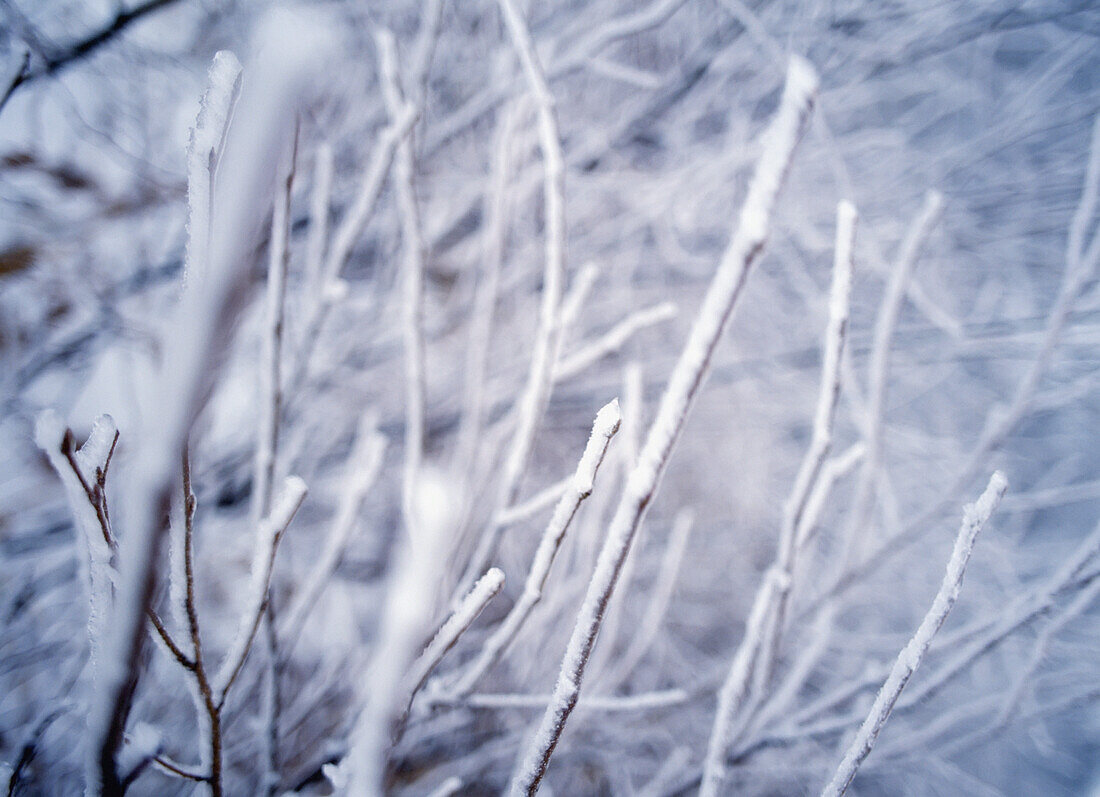 Branches Covered In Snow, Close-Up