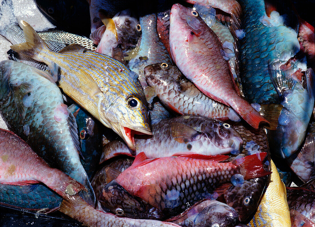 Frischer Fisch, Portmore Markt, Nahaufnahme