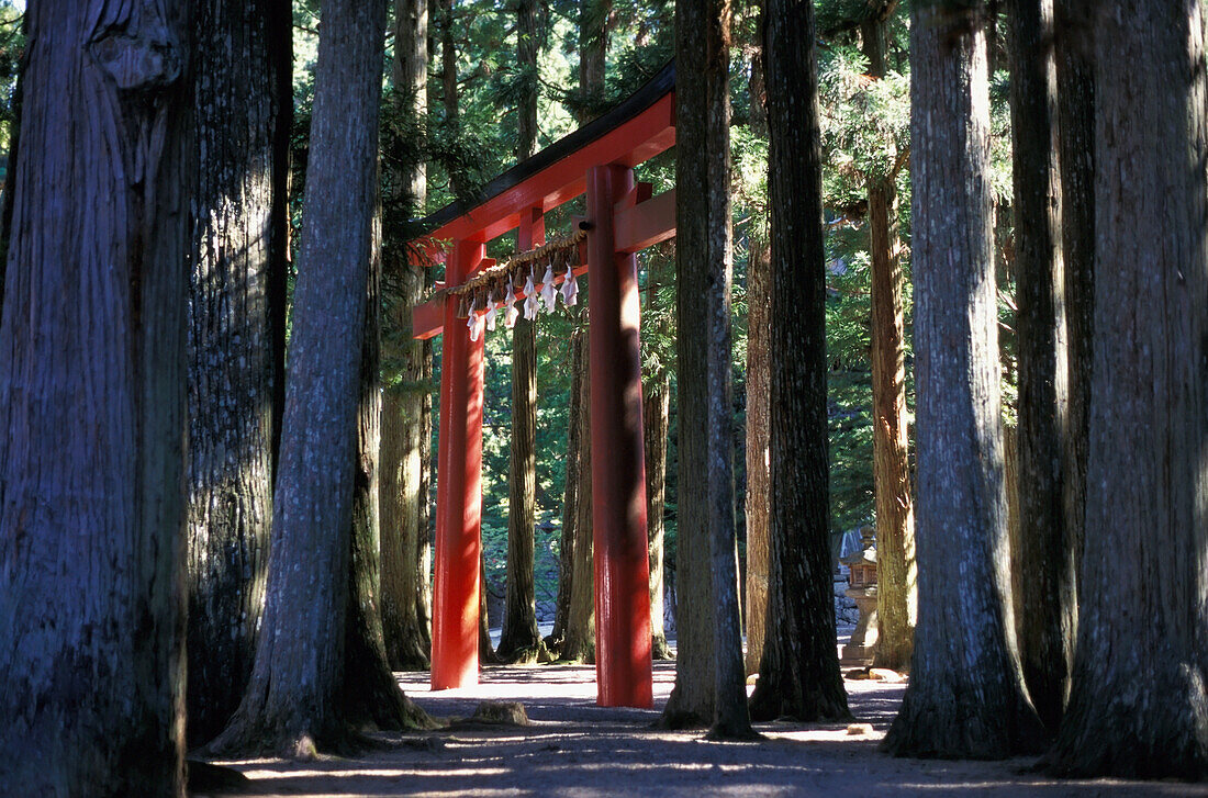 Tori Gate In Forest On Mount Koya
