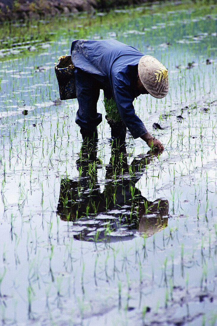 Landwirt bei der Arbeit in den Reisfeldern von Takayama