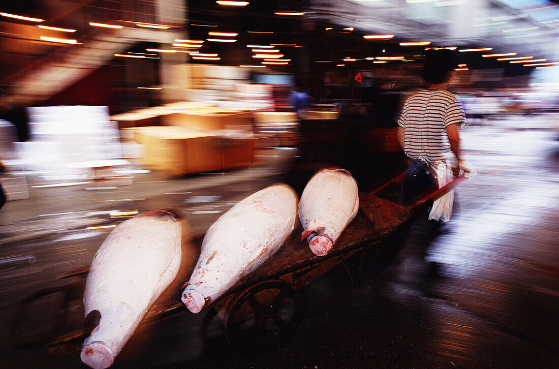 Transport von gefrorenem Thunfisch nach der Auktion auf dem Tsukiji Fischmarkt