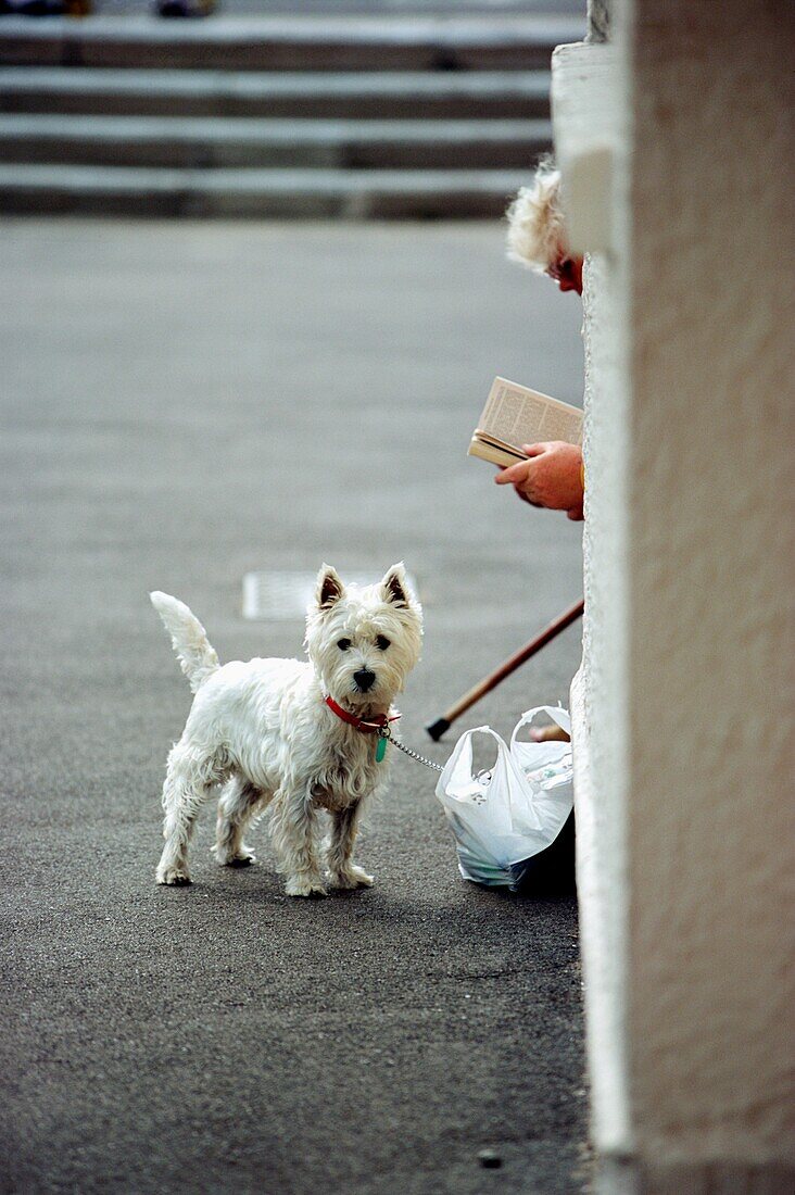Elderly Woman Reading Book On Street With Terrier