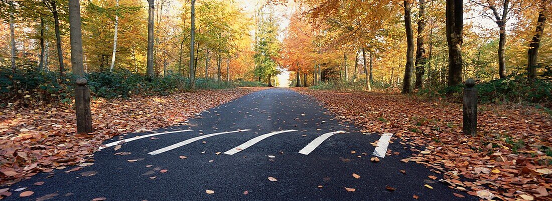 Leere Straße mit Temposchwelle im Herbst