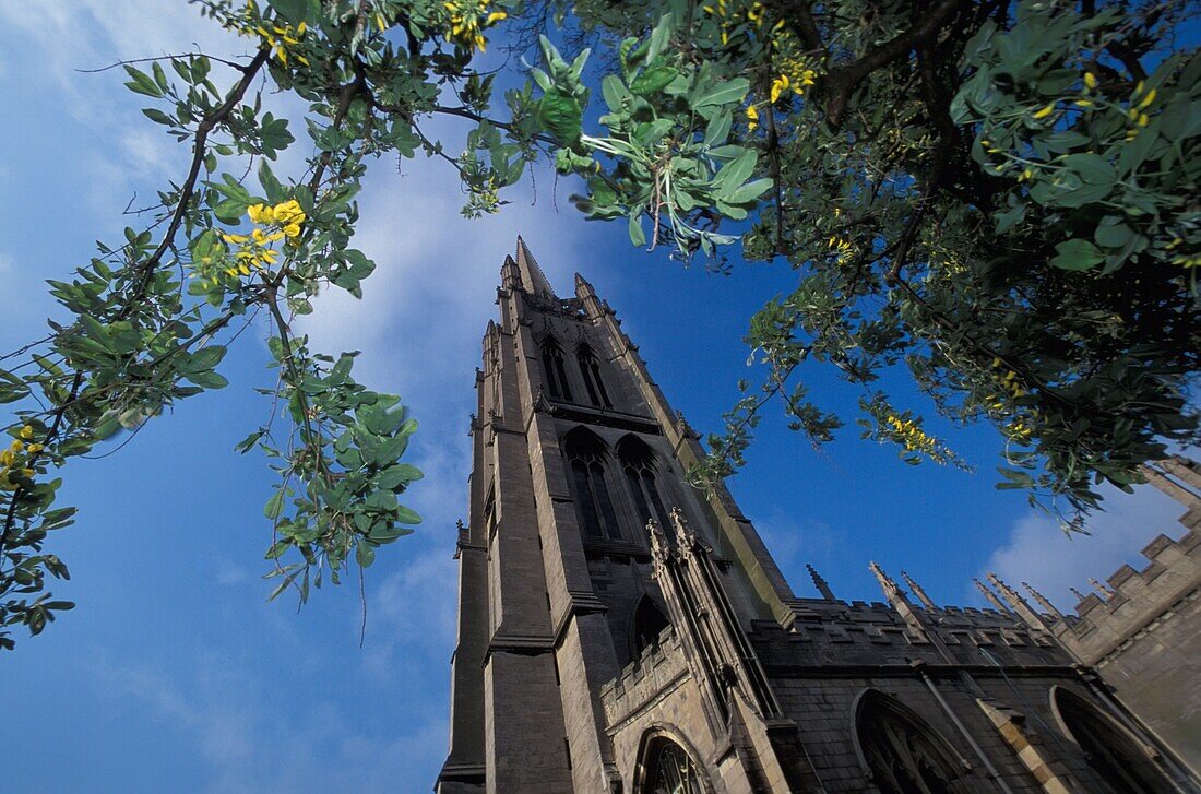 St. James Cathedral And Tree Branches