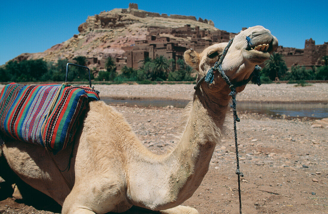 Camel In Front Of Moroccan Village