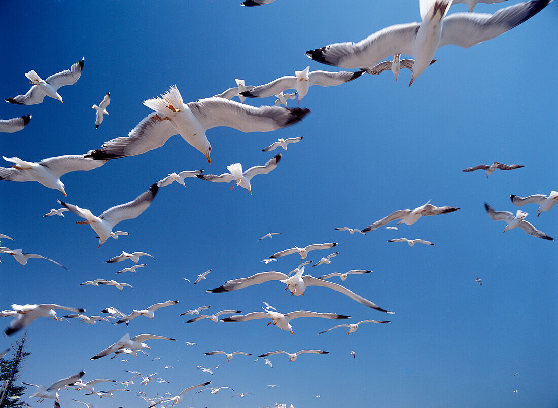 Seagulls, Close Up