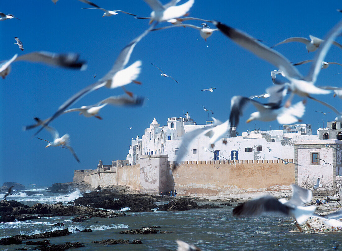 Morocco, Seagulls Flying Towards Whitewashed City Walls; Essaouira