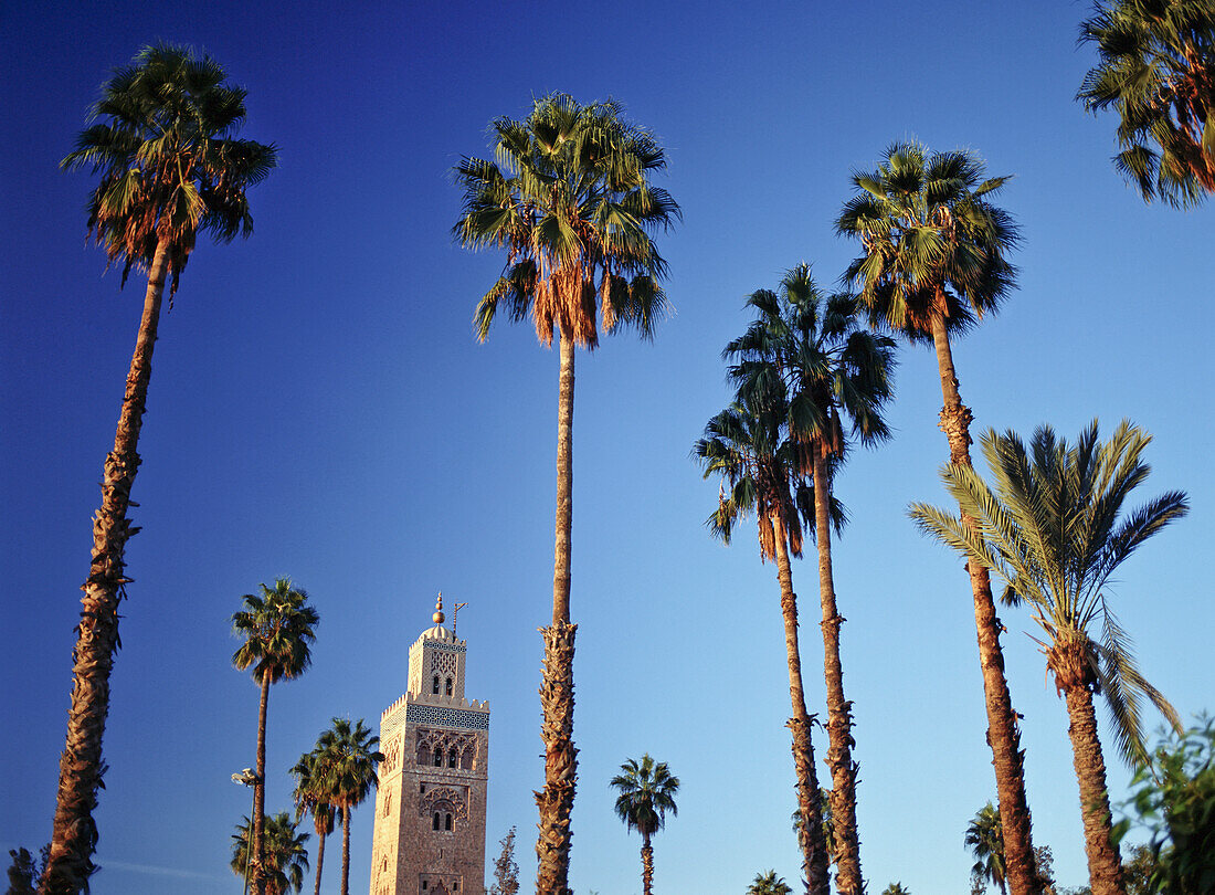 Minarett der Koutoubia-Moschee und Palmen in der Abenddämmerung