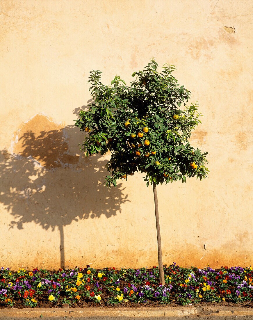 Morocco, Orange Tree Against Wall With Flowers; Place el Hedim