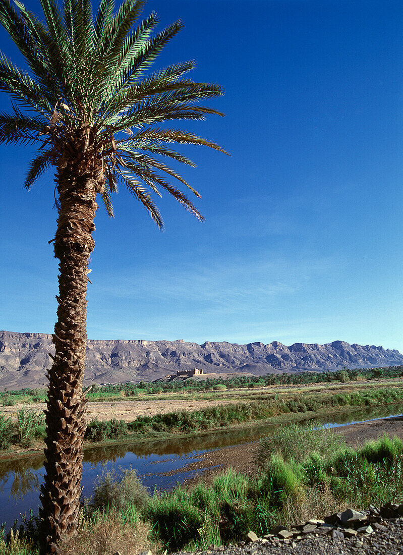 Palm Tree In Moroccan Landscape With Mountains In Background