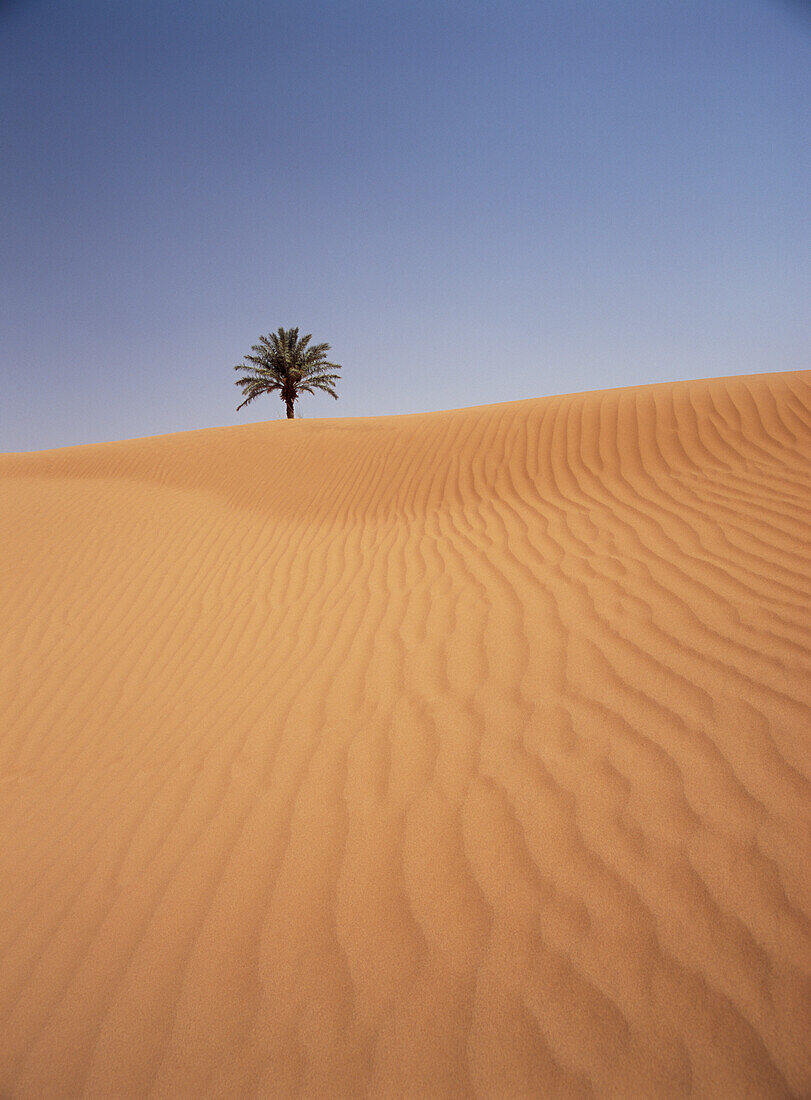 Solitary Date Palm Tree In The Sand Dunes, Tinfou Near Zagora