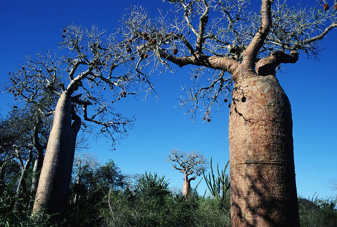 Baobab-Bäume, Adansonia Rubostripa