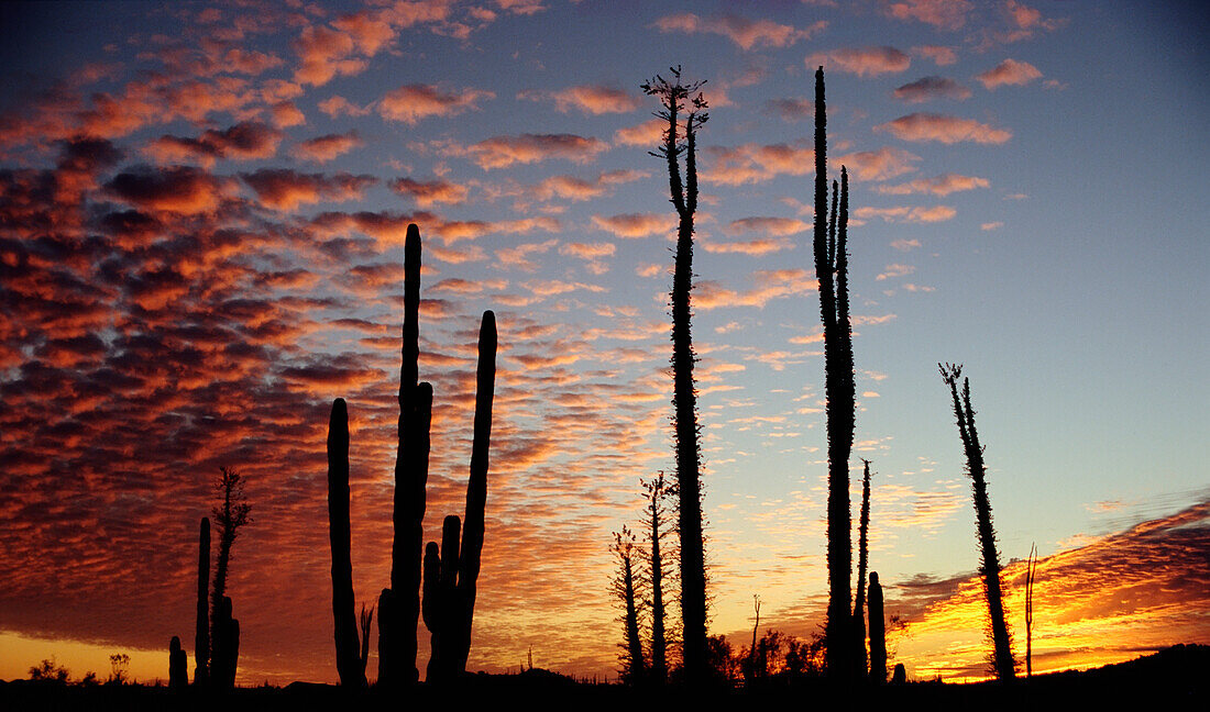 Cardon Cacti At Sunset