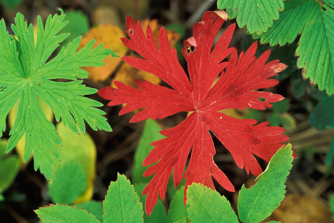 Red And Green Leaf Details, Close Up