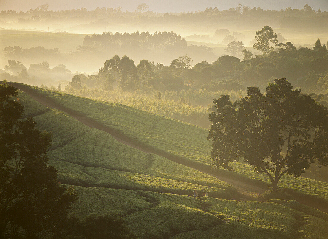 Tea Pickers Walking Through The Lujeri Tea Estate At Dawn