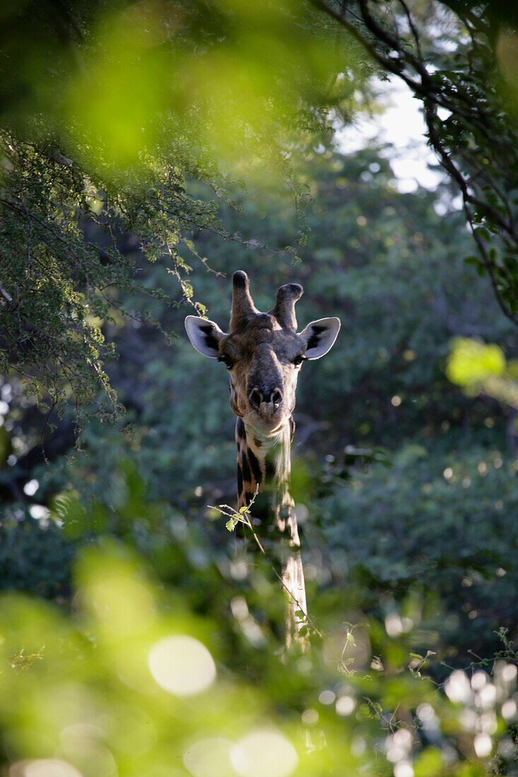 Giraffe beim Blick durch die Bäume, Namibia