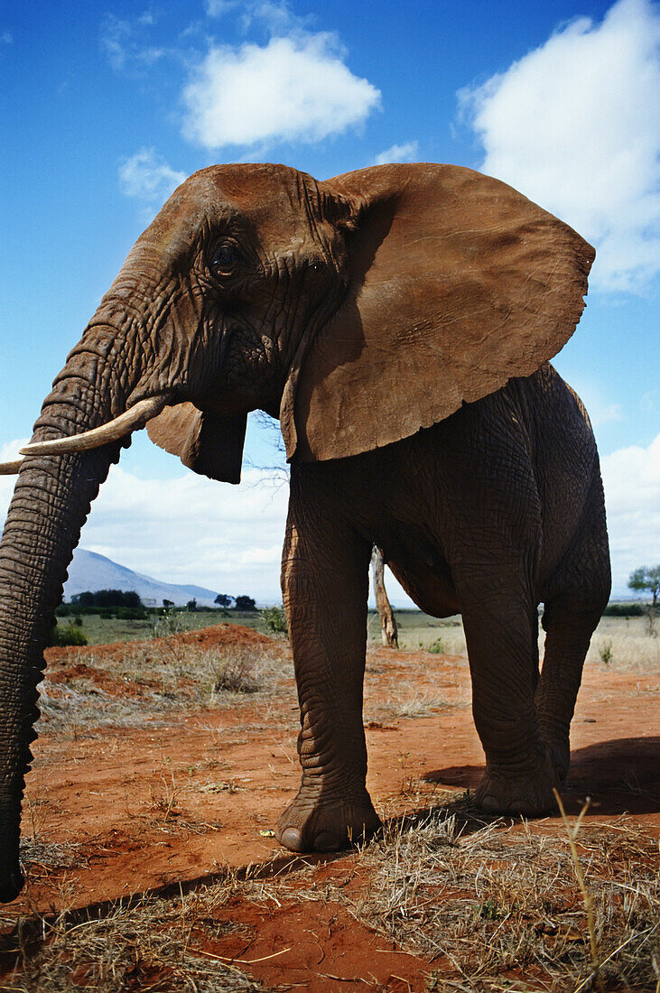 Elefant