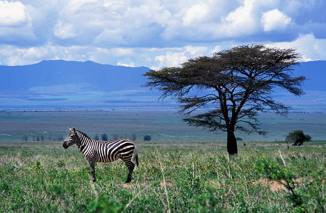 Zebra im Lake Nakuru National Park