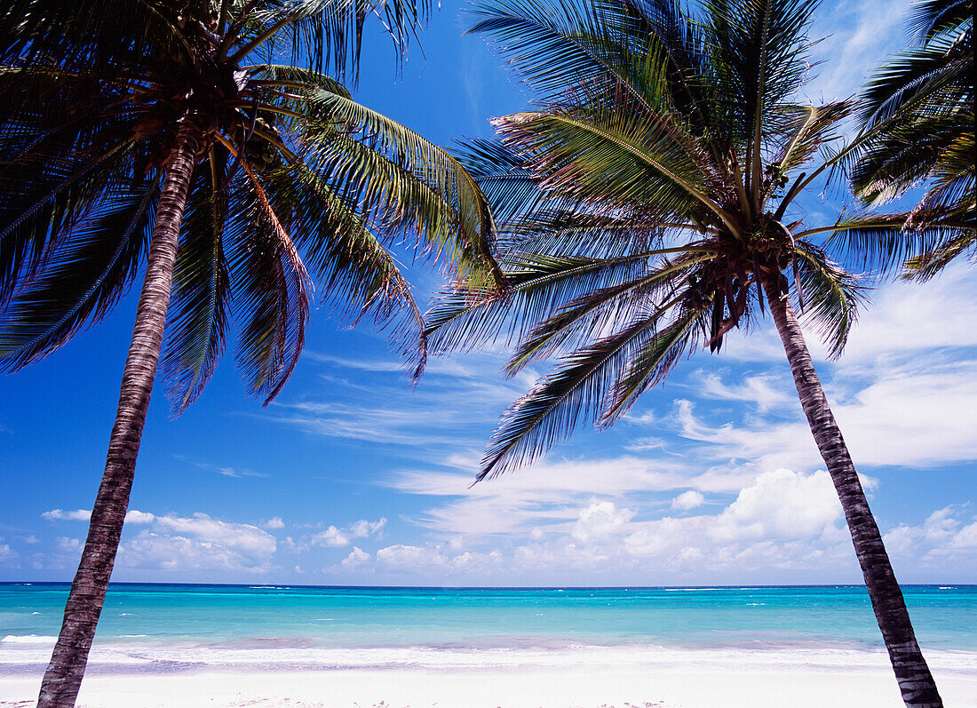 Blick aufs Meer durch Palmen von Kilifi aus