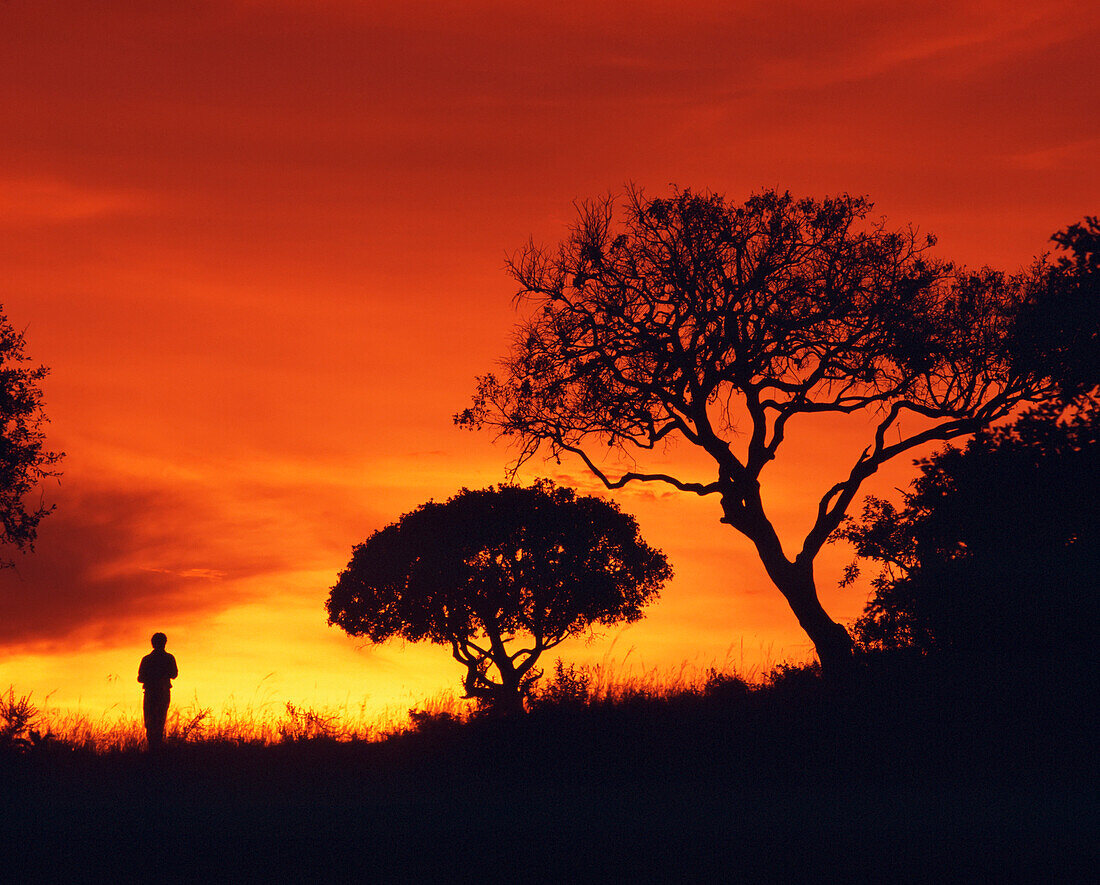Silhouette eines Wanderers, der bei Sonnenuntergang neben einer Akazie steht