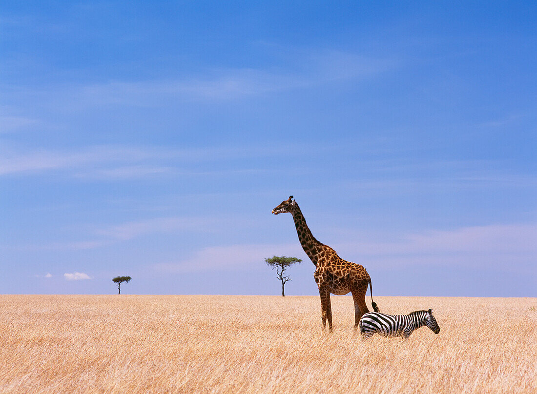 Giraffe Standing In Dry Grass On The Plains Of The Masai Mara Game Reserve