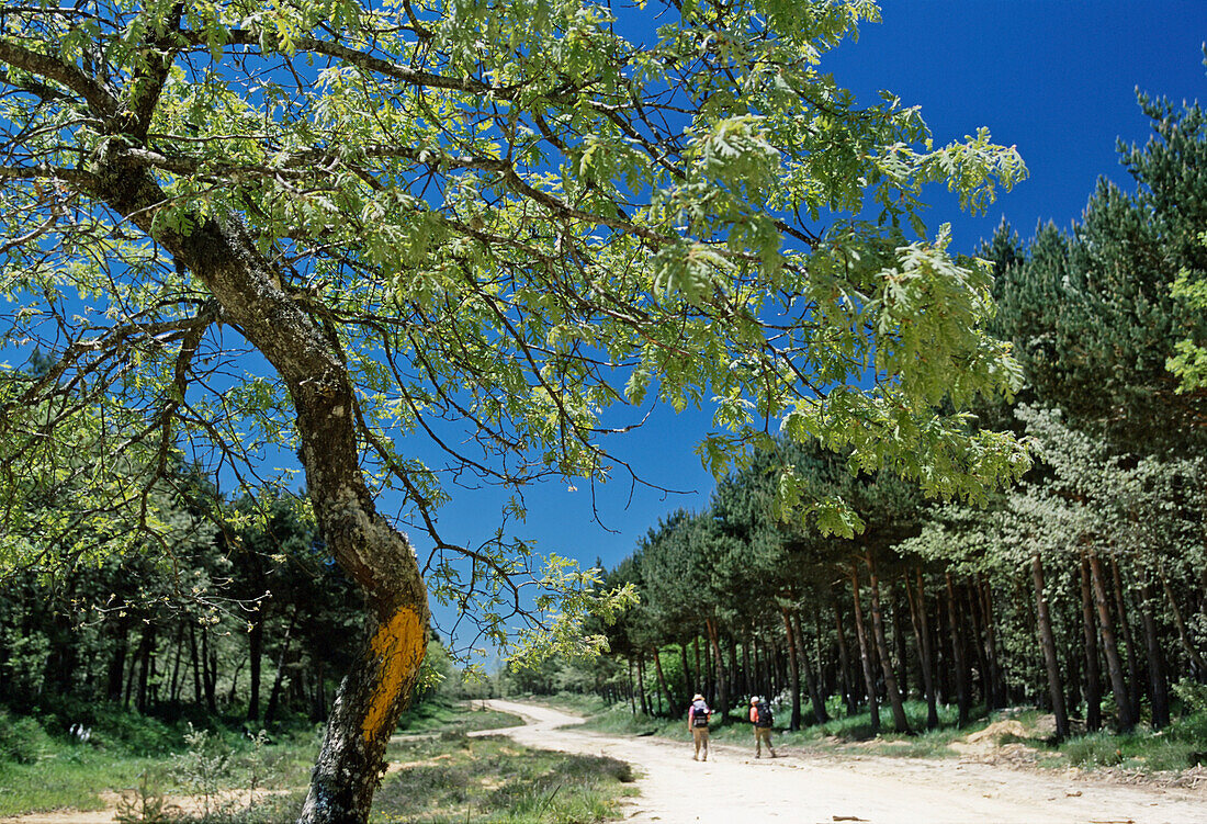 Pilgrims Walking Along Camino Path To Santiago