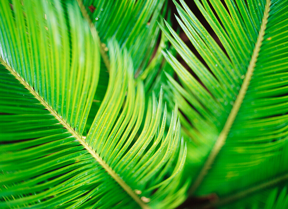 Leaves Of Green Plants, Close-Up