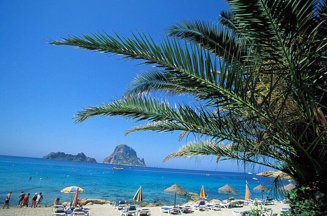 Es Vedra Rock Beach und Palme