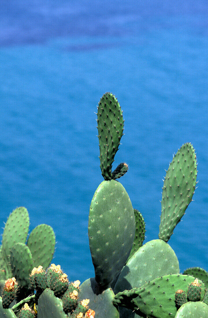 Cactus On Coastline